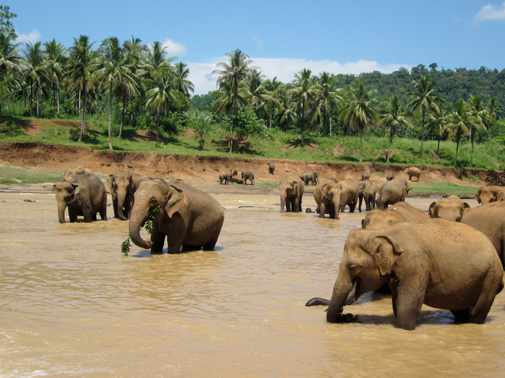 pinnewalla elephant orphanage