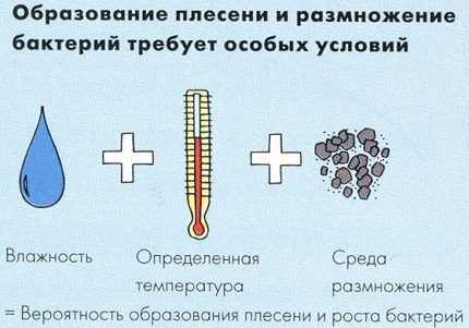 Условия для размножения колоний плесневых грибков Условия для грибка